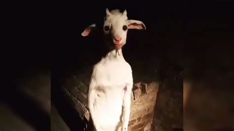 8M likes. . Standing goat meme